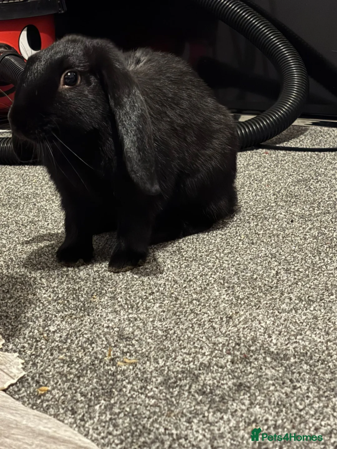 English rabbits for sale: Bought just before Christmas   - Advert 6