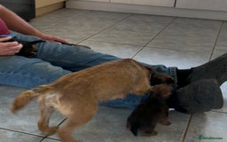Border Terrier dogs for sale: Border terrier puppy’s  - Image 4