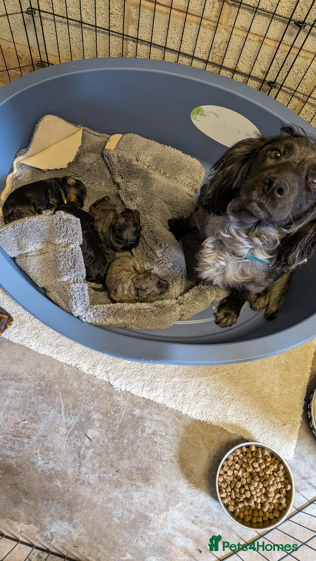 Cockapoo dogs for sale: Stunning Toy Cockapoo Puppies - Advert 11