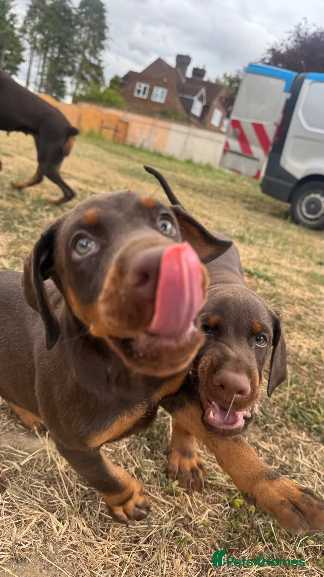 Dobermann dogs for sale: Imported Bloodline European Doberman Pups - Advert 1
