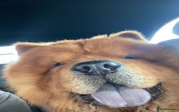 Chow Chow dogs for sale: 3 year old chow chow  - Image 3