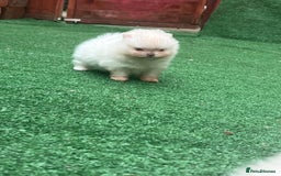 Pomeranian dogs for sale: Pomeranian toy  - Image 25
