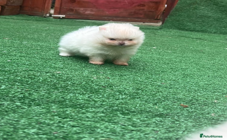 Pomeranian dogs - Advert 2