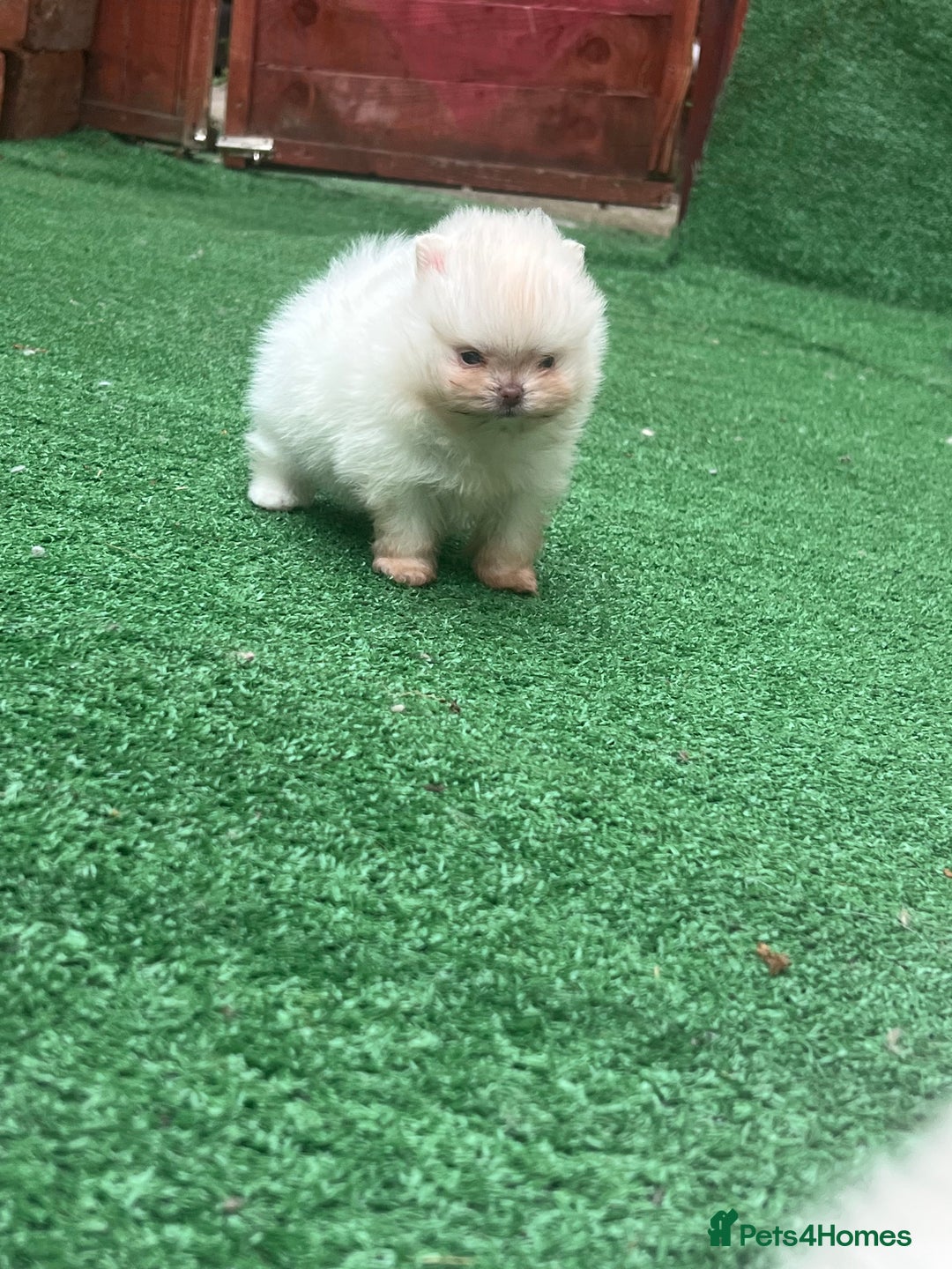 Pomeranian dogs for sale: Pomeranian toy  - Image 25