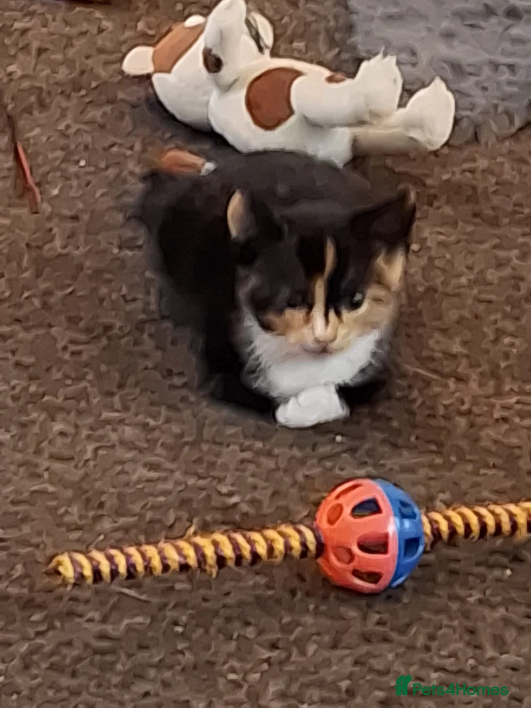 Mixed Breed cats for sale: Beautiful little girl - Advert 2