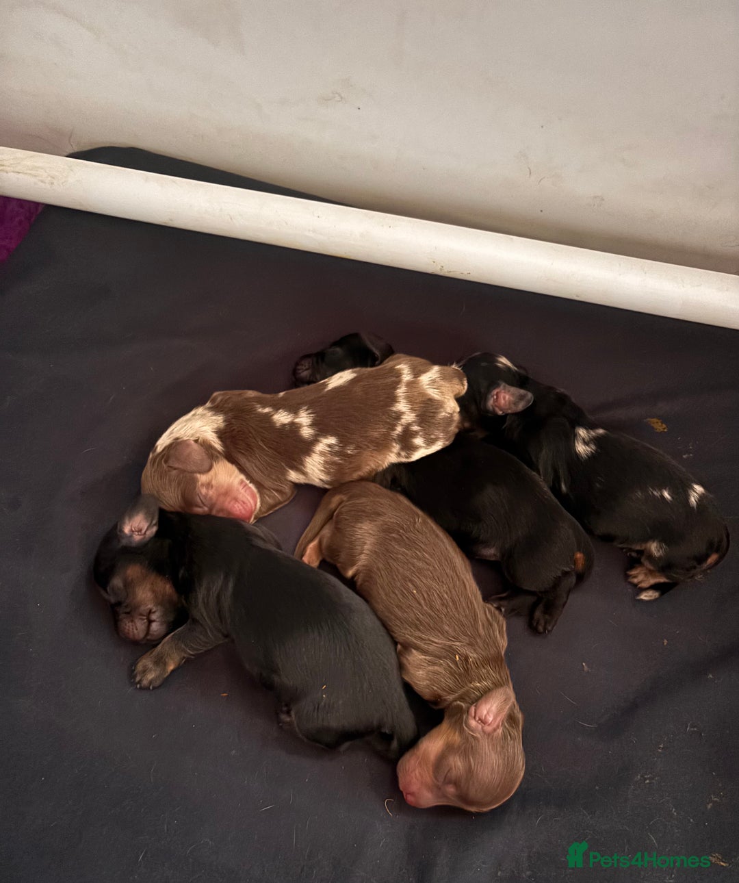 Miniature Dachshund dogs for sale: Beautiful KC silver dapple longhair miniature girl - Advert 7