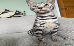 Toyger cats for sale: Superb rare silver Toyger girl  - Image 5