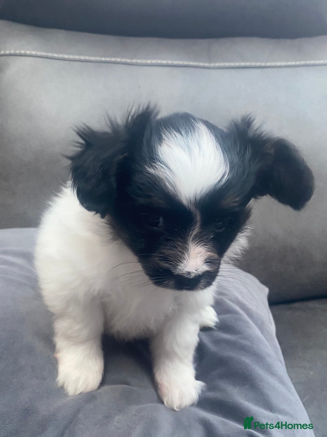 Papillon dogs for sale: Beautiful papillon girls - Advert 8