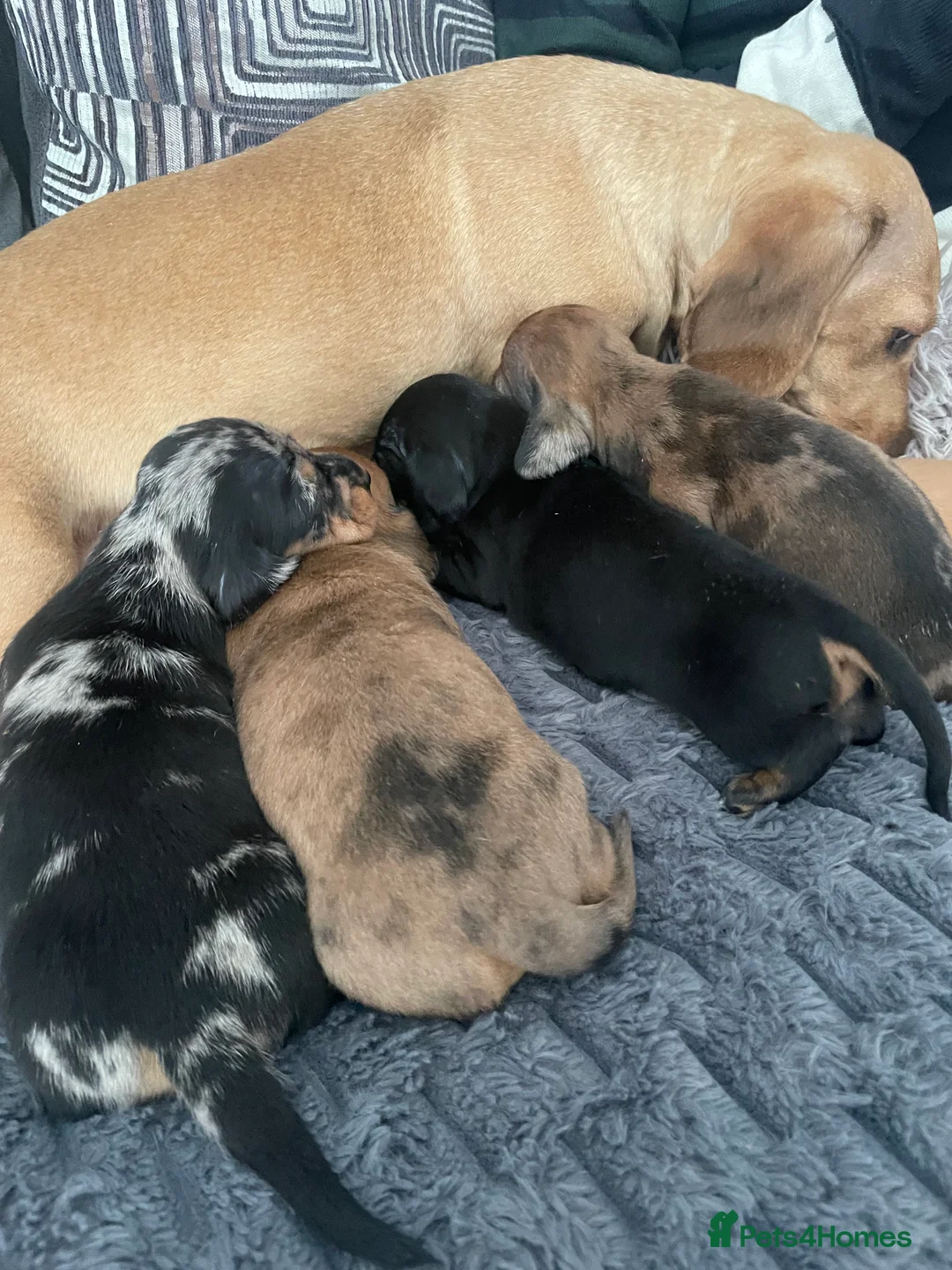 Miniature Dachshund dogs for sale: 4 female miniature dachshunds. - Advert 8
