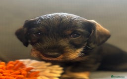 Dachshund dogs for sale: Wire haired dachschund (teckel) puppies - Image 7