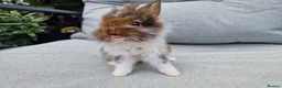Lionhead rabbits for sale: 2 lionhead boys - Advert 1