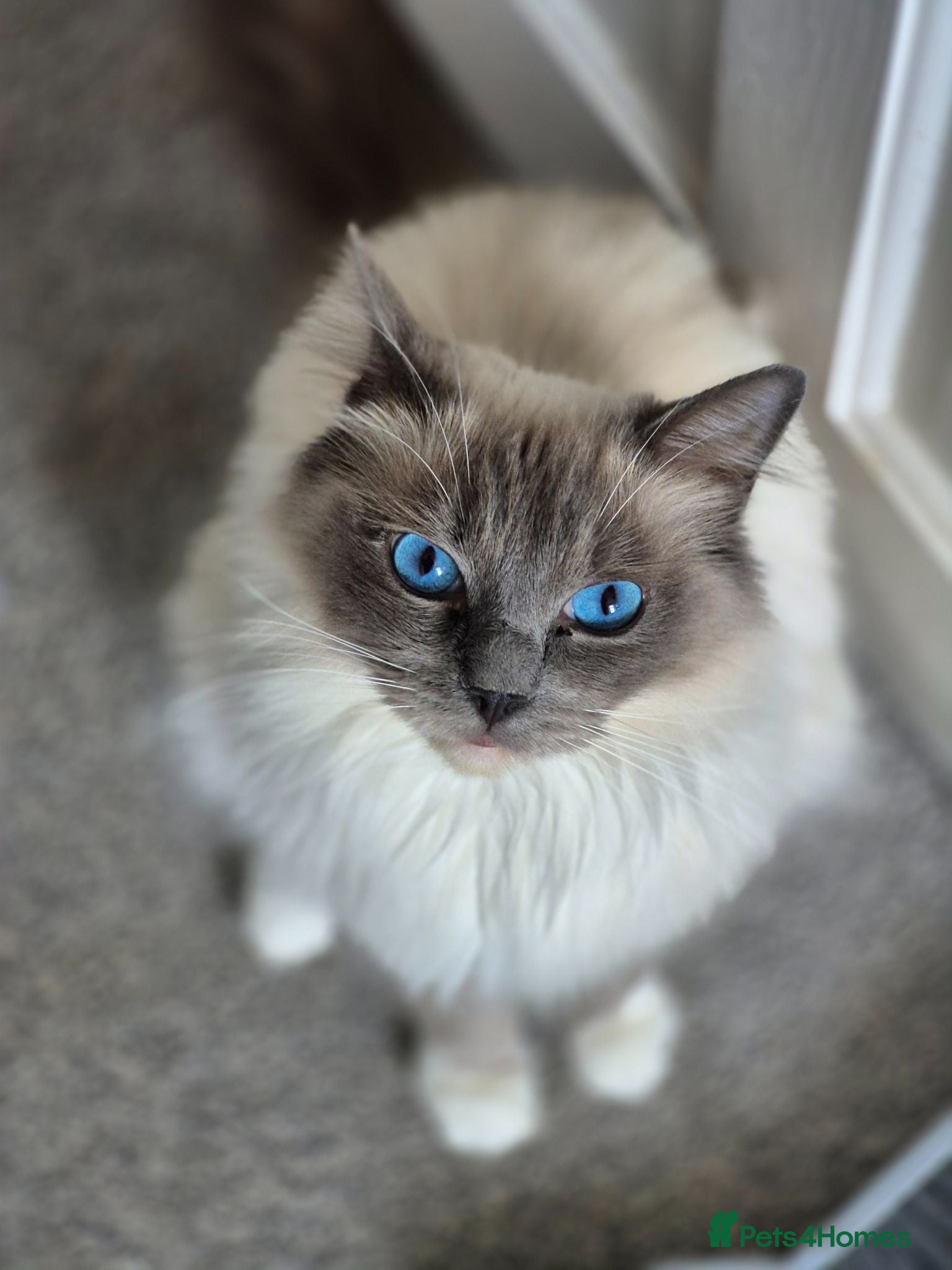 Mixed Breed cats Ragdoll cross - Advert 4