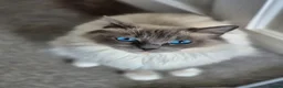 Mixed Breed cats for sale: Ragdoll cross - Advert 1