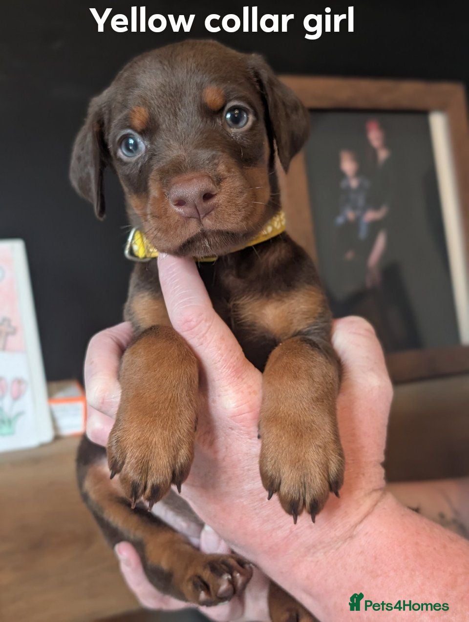 Dobermann dogs European doberman puppies  - Advert 11