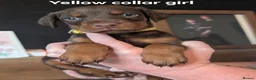 Dobermann dogs for sale: doberman puppies - ready this week 🐾 - Advert 1