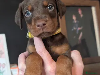 Dobermann dogs doberman puppies - ready next week 🐾 - Advert 4