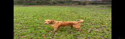 Golden Retriever dogs for sale: Working Line KC reg golden retriever puppies  - Advert 2