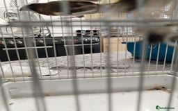 Finches birds for sale: Bengalese finch  - Image 2