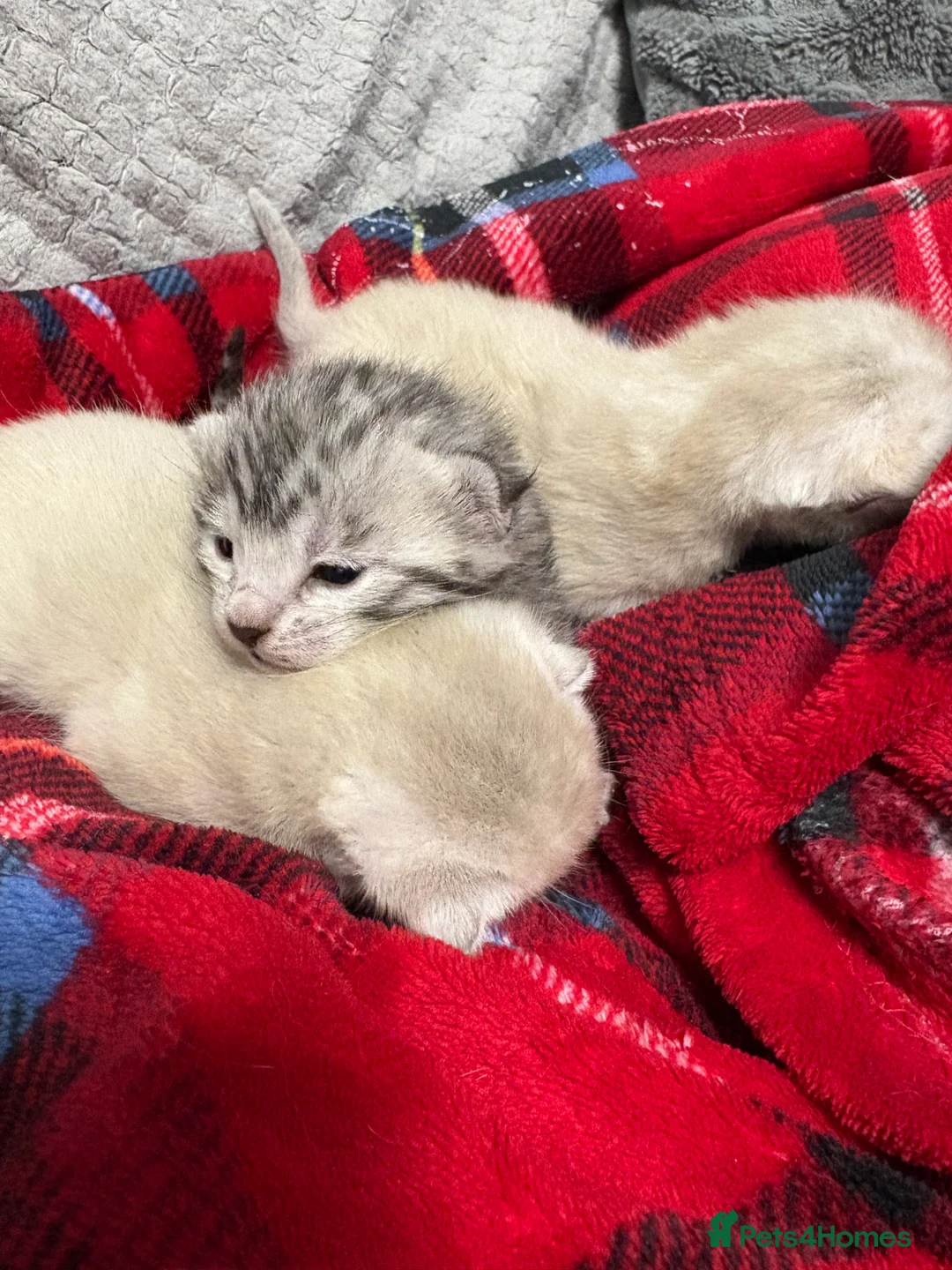 Bengal cats for sale: Bengal tiger kittens  - Advert 19