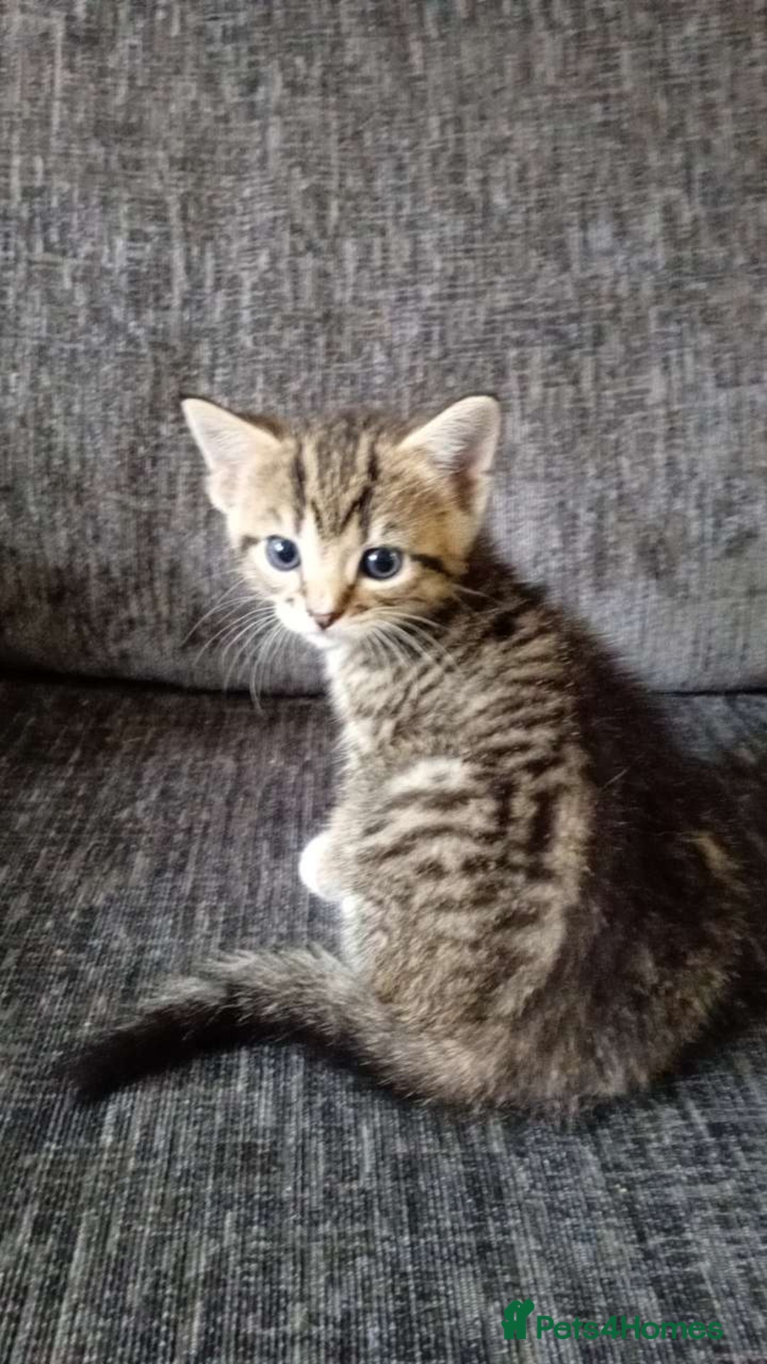 Mixed Breed cats for sale: CREAM male & Tabby female.  - Image 6