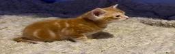 American Shorthair cats for sale: America shorthair x Bengal cross kittens  - Advert 2