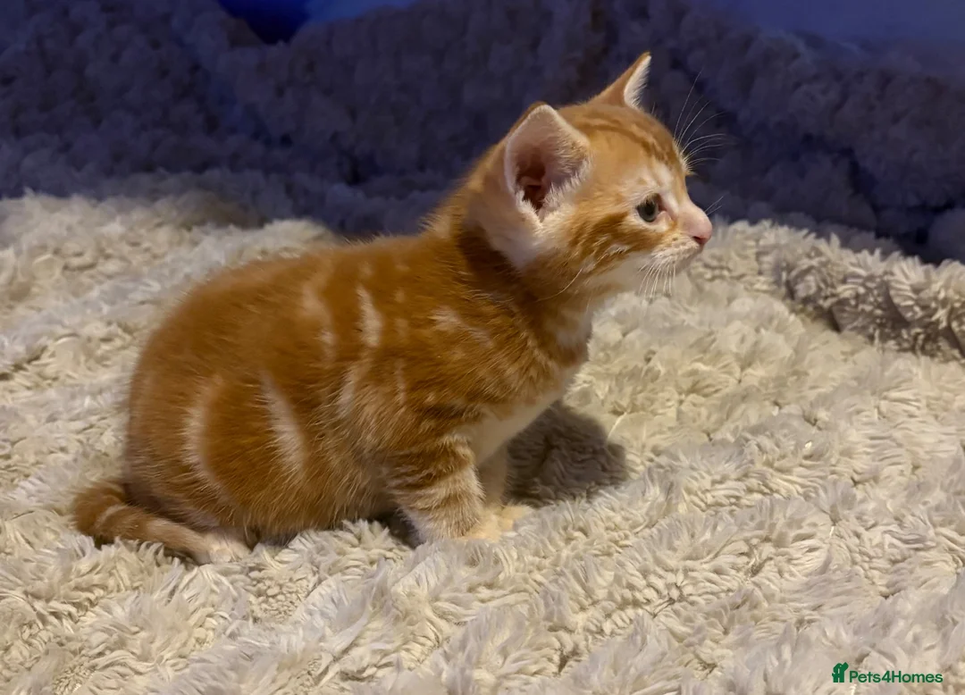 American Shorthair cats for sale: America shorthair x Bengal cross kittens  - Advert 2