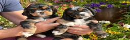 American Cocker Spaniel dogs for sale: Darling American Cocker babies - Advert 8