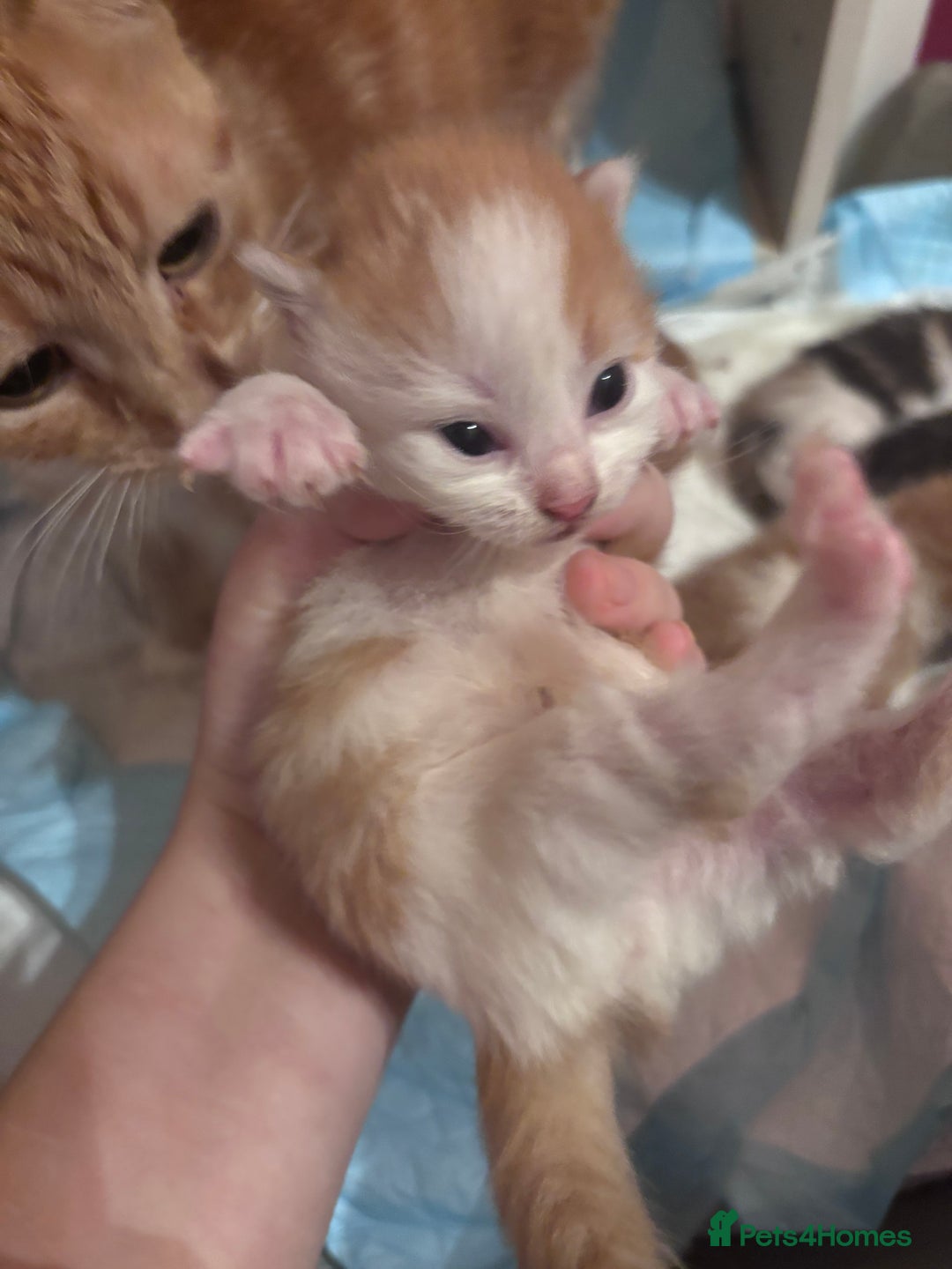 Domestic Shorthair cats for sale: 5 Gorgeous Kittens -  ready on the 7th January  - Advert 7