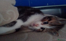 Mixed Breed cats for sale: Mixed breed kittens, Leominster - Image 5