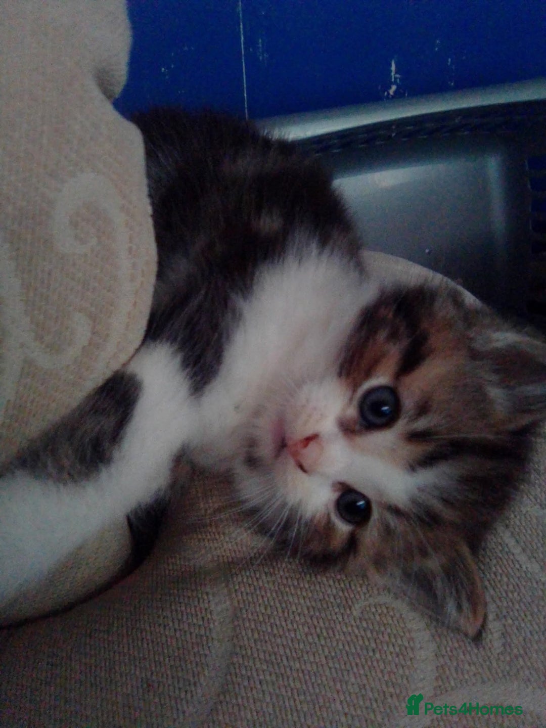 Mixed Breed cats for sale: Mixed breed kittens, Leominster - Image 5