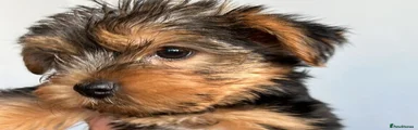 Yorkshire Terrier 2