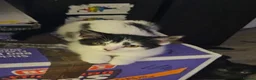 Mixed Breed cats for sale: Kittens for sale in Maidstone - Advert 7