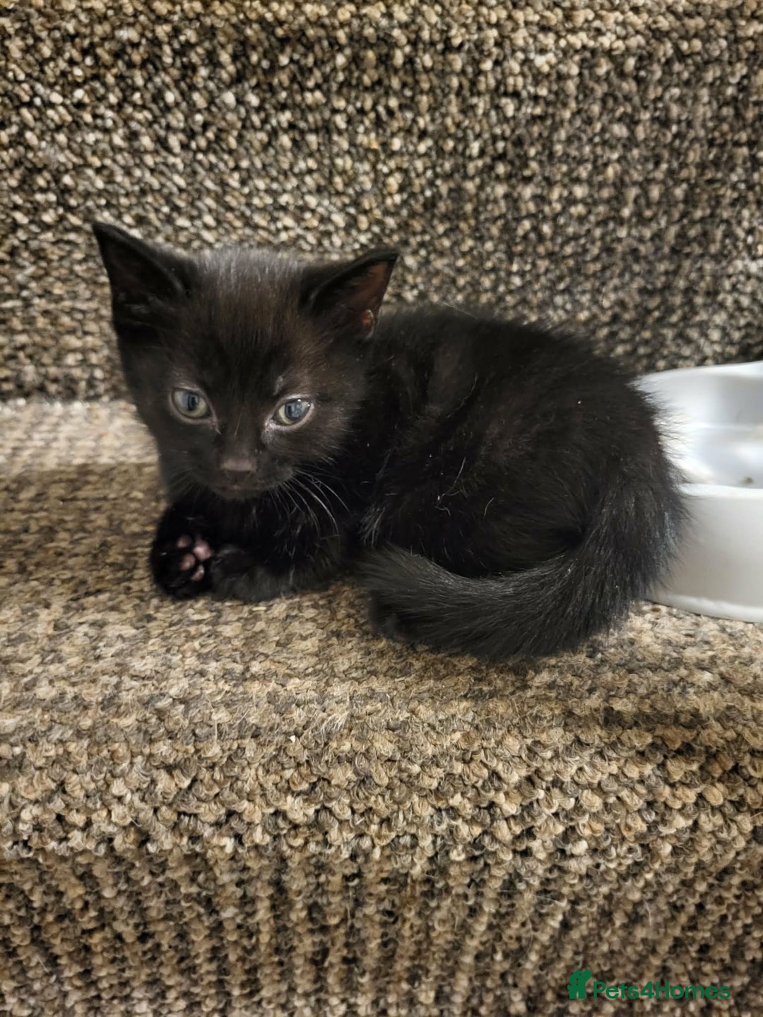 Mixed Breed cats for sale: Kittens for sale  - Advert 4