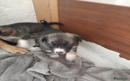 Mixed Breed dogs for sale: New Zealand Huntaway x Siberian Husky - Image 2