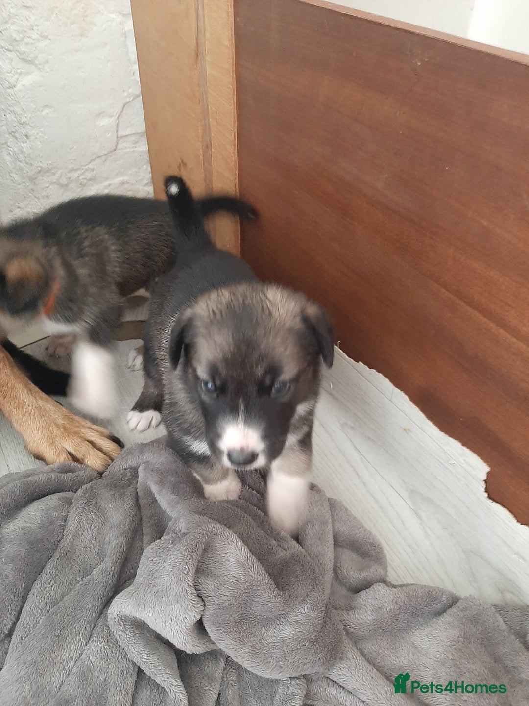 Mixed Breed dogs for sale: New Zealand Huntaway x Siberian Husky - Image 2