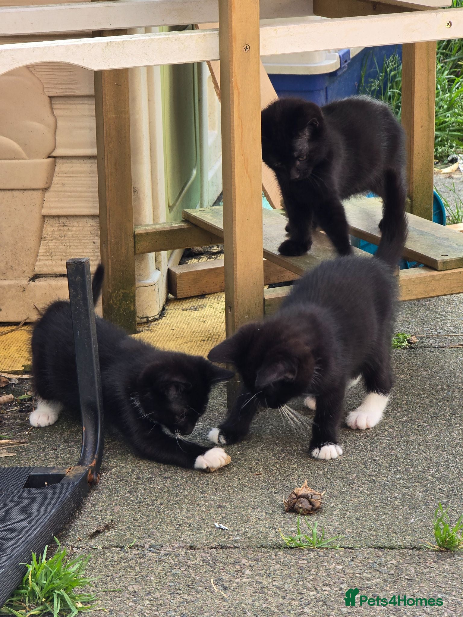 Mixed Breed cats Kittens available - Advert 9