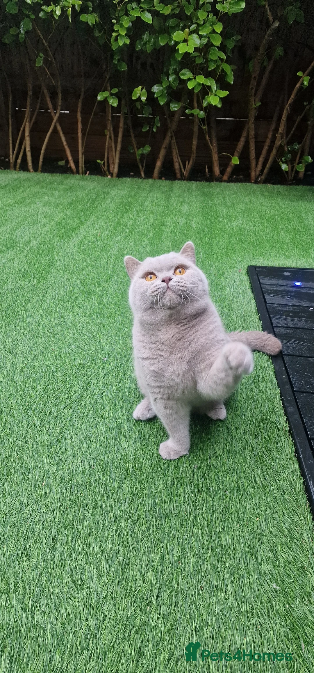 British Shorthair cats for stud: 🌟Exclusive Import ⭐World-Class Type🌟 - Advert 23