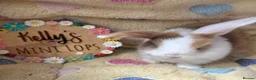 Mini Lop rabbits for sale: Purebred Mini Lops 🐰  - Advert 4