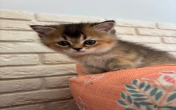 Scottish Fold cats for sale: Scottish fold pedigree kittens - Image 9
