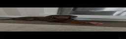 Dobermann dogs for sale: Kc registered Doberman pups top pedigrees  - Advert 9