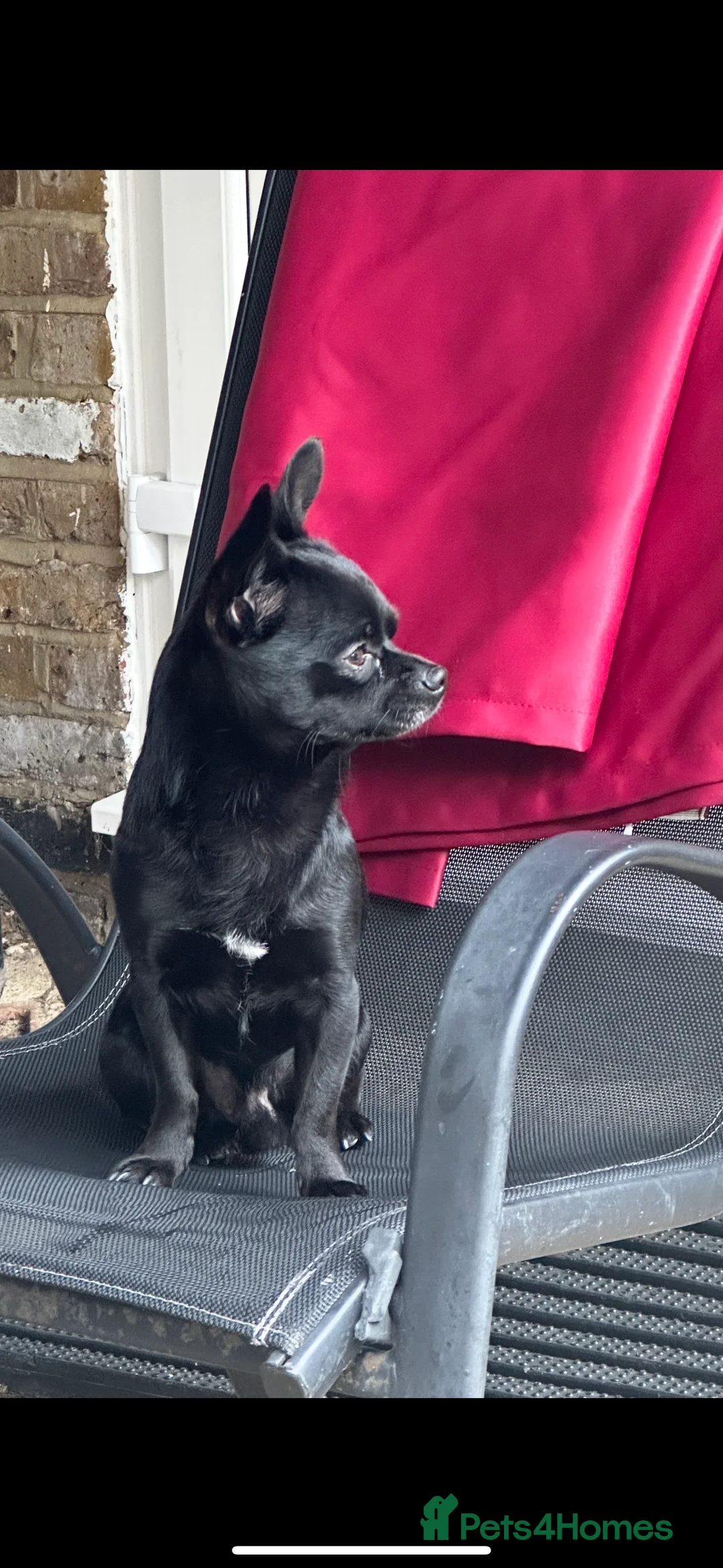 Chihuahua dogs for stud: Black brown chihuahua for STUD - Advert 2