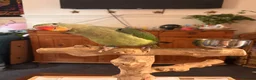 Parakeets birds for sale: Female alexandrine 3 month old  in Tonypandy - Advert 3