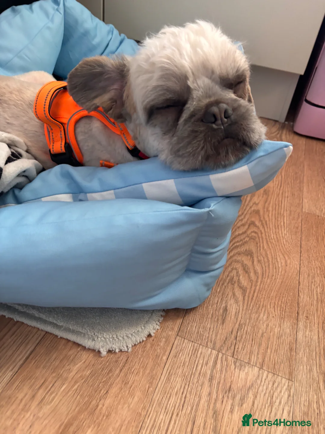 Mixed Breed dogs for sale: Cream fluffy Frenchie  in Sittingbourne - Advert 2