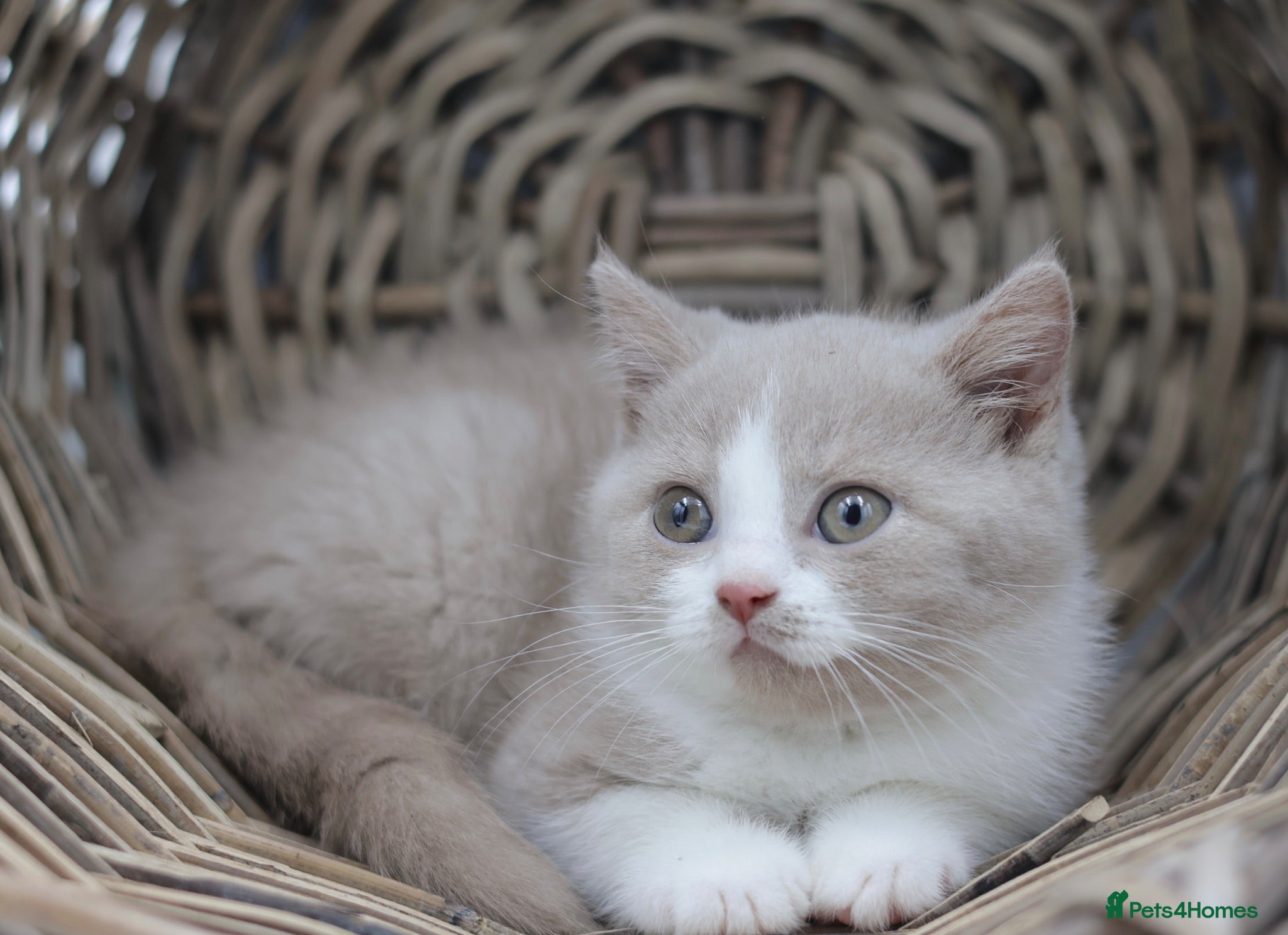 British Shorthair cats READY NOW REGISTERED CHUNKY BRITISH SHORTHAIRS - Advert 1