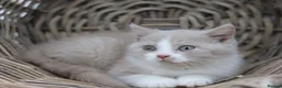 British Shorthair cats for sale: PEDIGREE REGISTERED CHUNKY BRITISH SHORTHAIRS - Advert 4