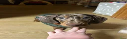 Miniature Dachshund dogs for sale: 1 year old Miniature Dachshund  in Waterlooville - Advert 8