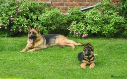 German Shepherd dogs for sale: Female GSD Puppy - Image 3