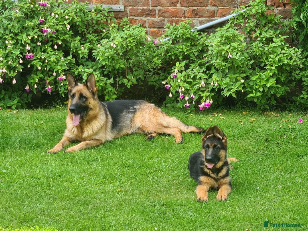 German Shepherd dogs for sale: Female GSD Puppy - Image 3