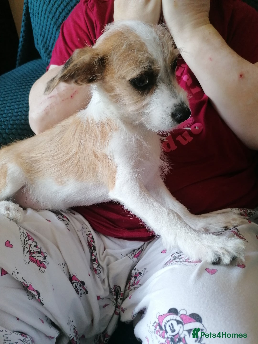 Mixed Breed dogs for sale: Boy puppies  - Image 8