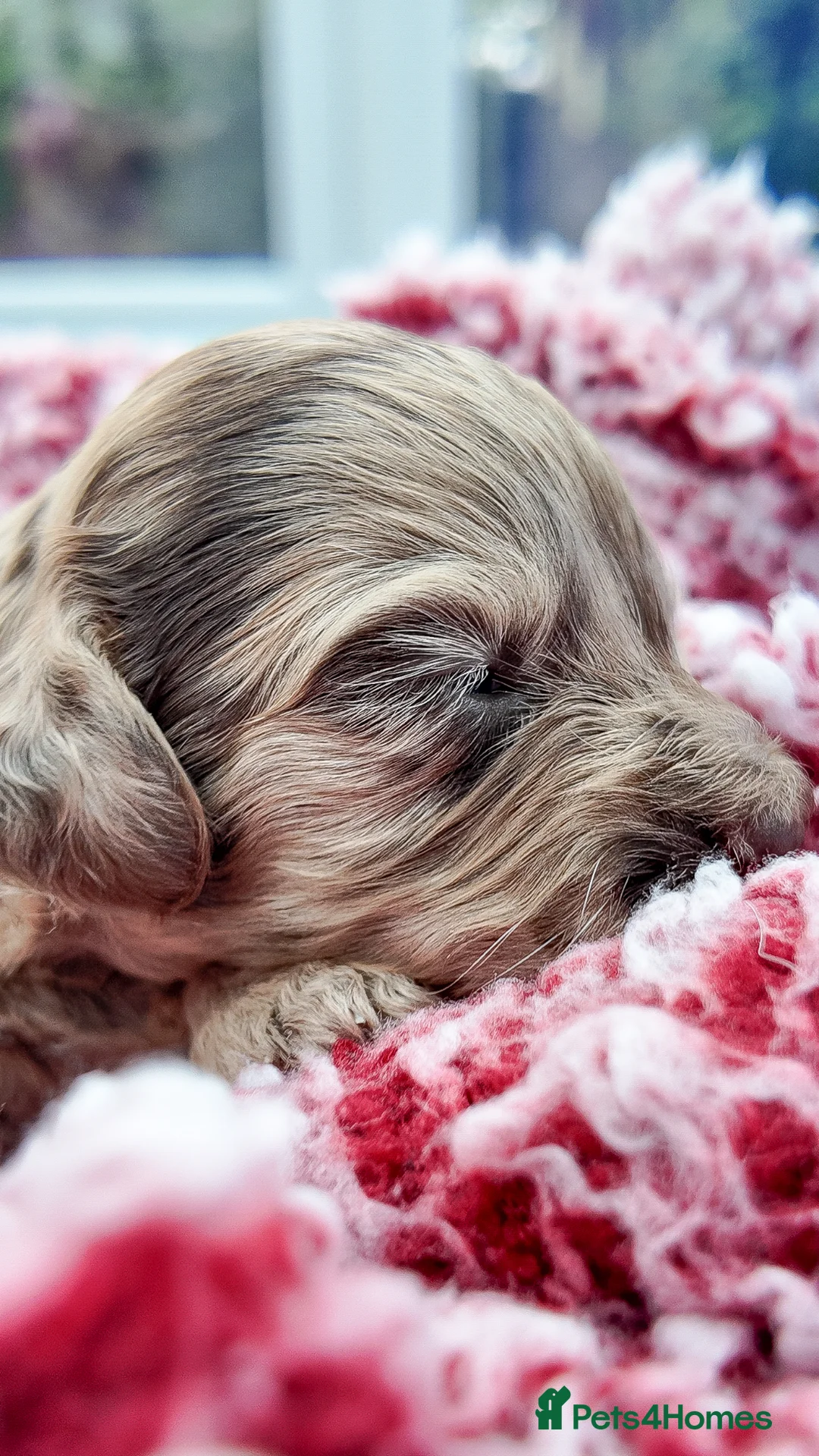 Mixed Breed dogs for sale: Mini Australian Labradoodle. Labradoodle/Cockapoo - Advert 2